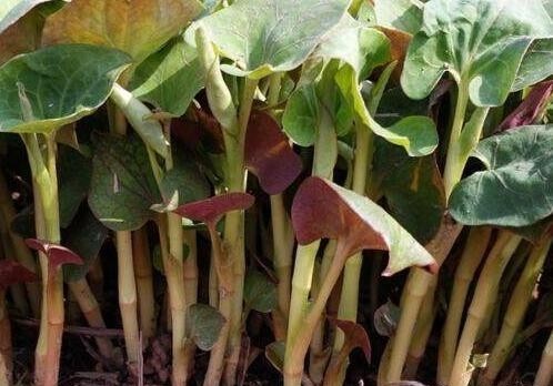 鱼腥草属于哪一科草本植物,鱼腥草是万根草吗