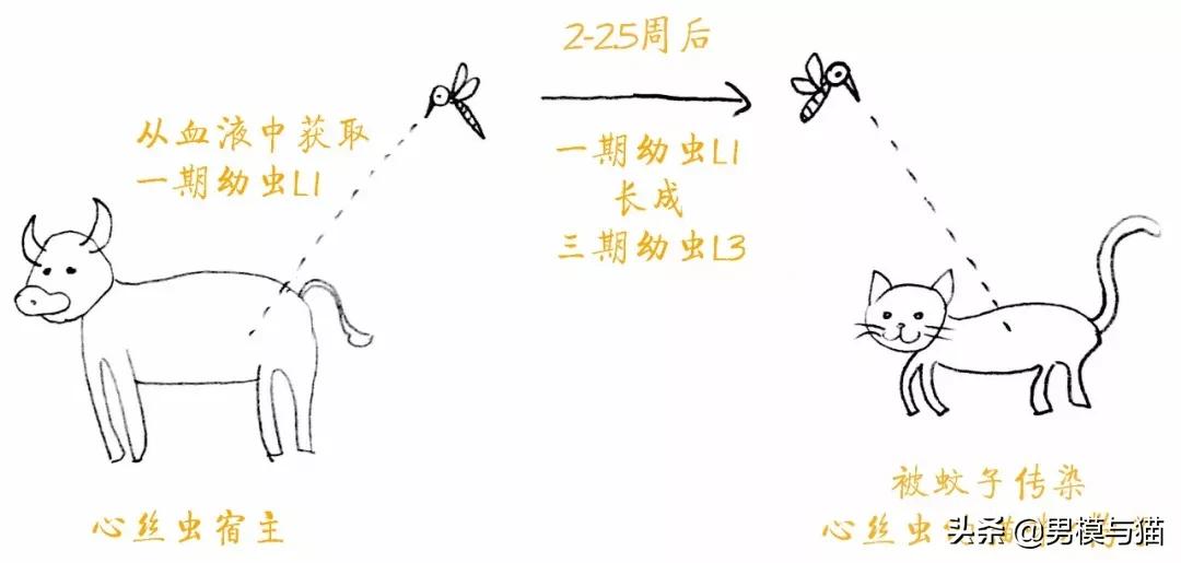 猫咪驱虫多久驱一次,新手驱虫猫