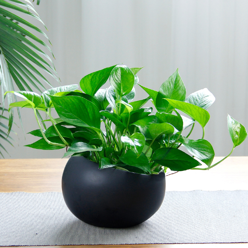 如何选择家中花卉植物盆栽,家庭常见的盆栽花卉的养护与管理