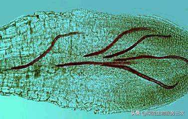 线虫侵袭作物，影响产品品质和产量，关于根结线虫，你了解多少？
