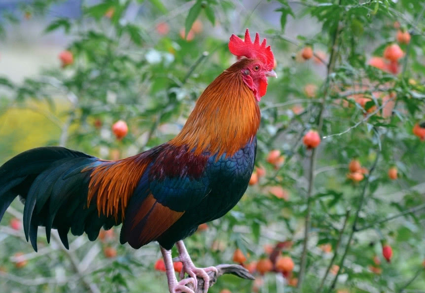 一只被鸡养大的鹰,一只被老鹰养大的鸡