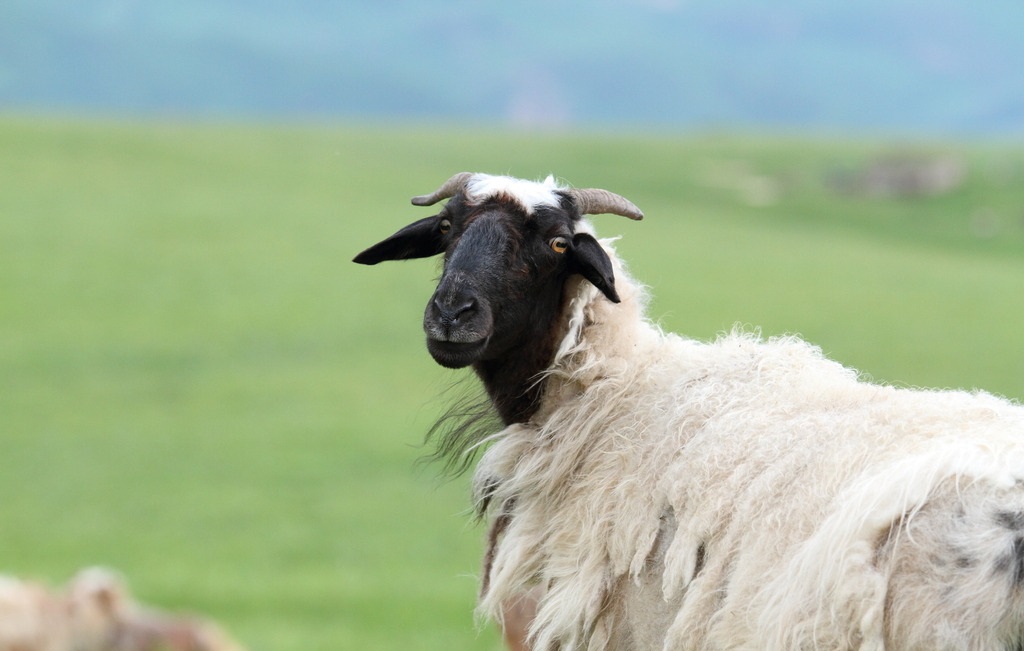 正宗新疆天山羊肉,挑选新疆羊肉