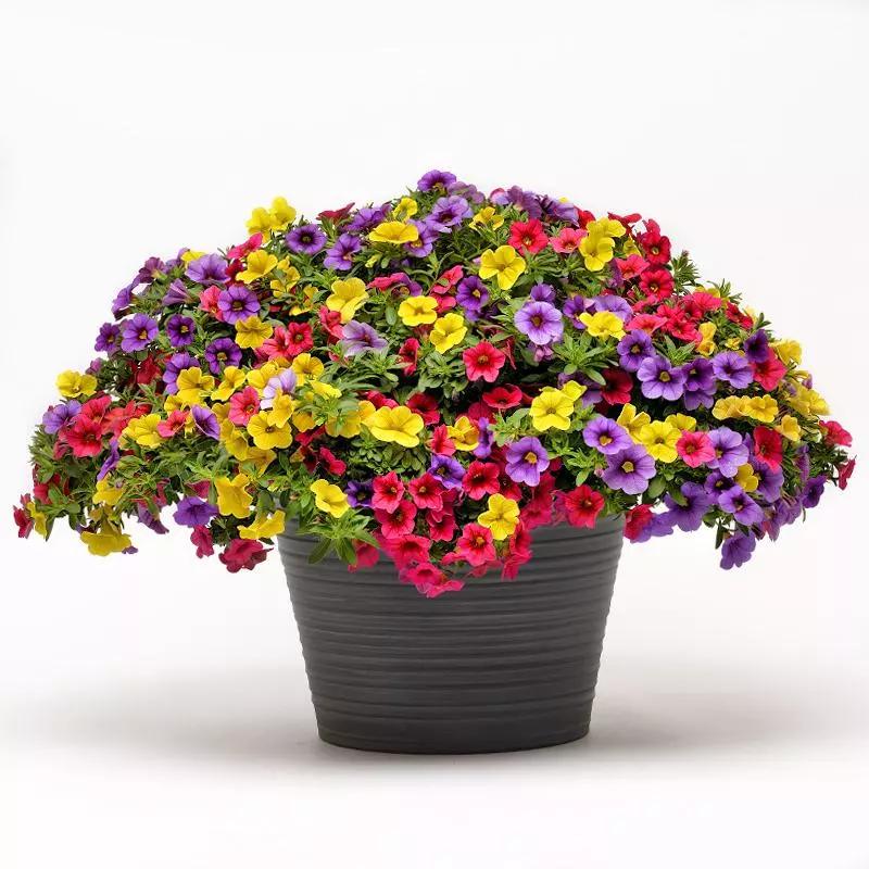 适合阳台养的四季开花有花香的花,花期长耐热耐寒又好养的花卉