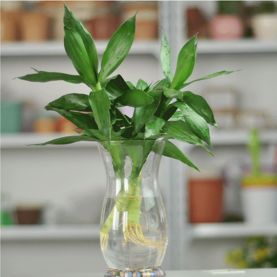 富贵竹生根剪短根还会长叶子吗,富贵竹根发黑可以截断重新生根吗