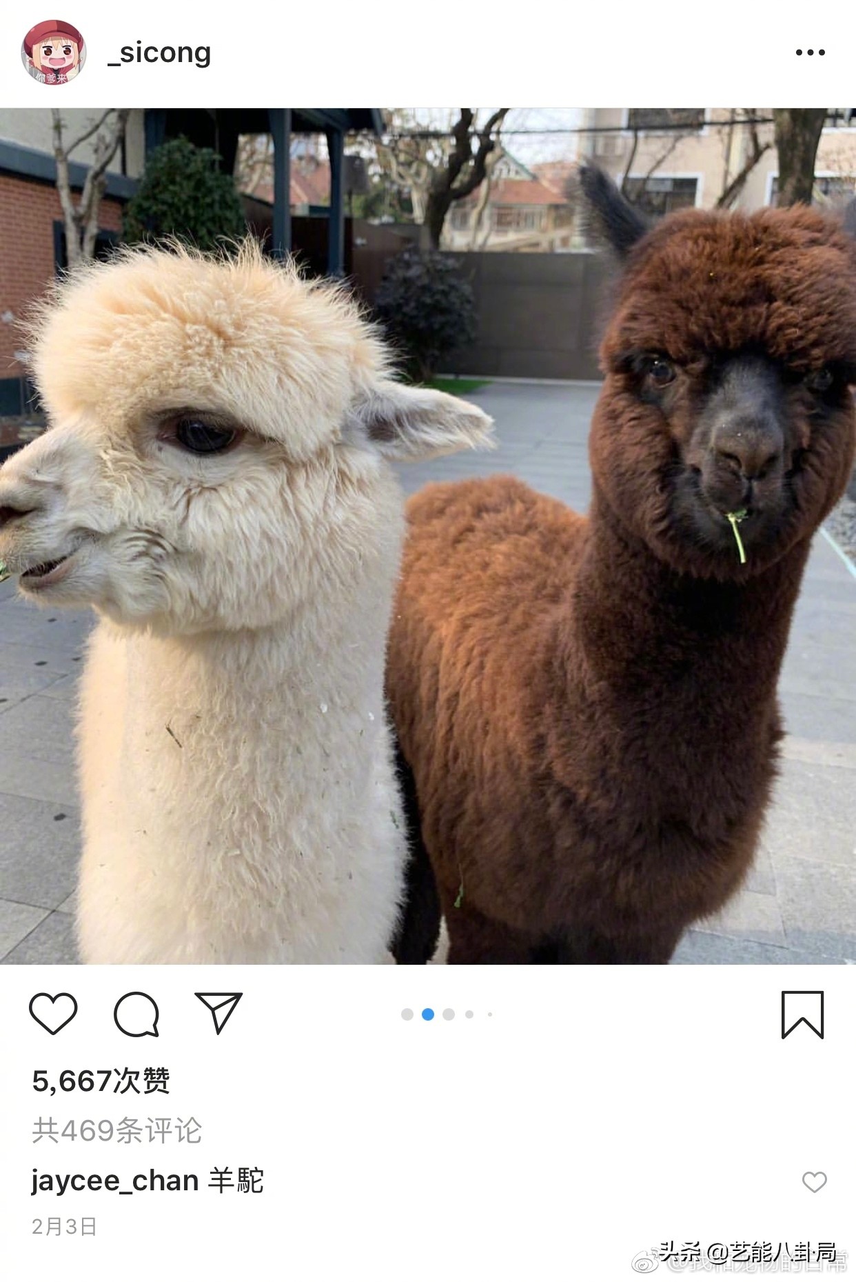 王思聪多少钱买的鸭子,王思聪买的什么鸭