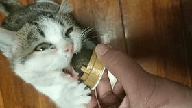 家里不同意养猫,家里不让养猫怎么让家长同意养猫