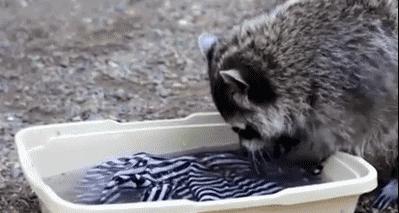 搞笑小浣熊图片,可爱的浣熊图片卡通