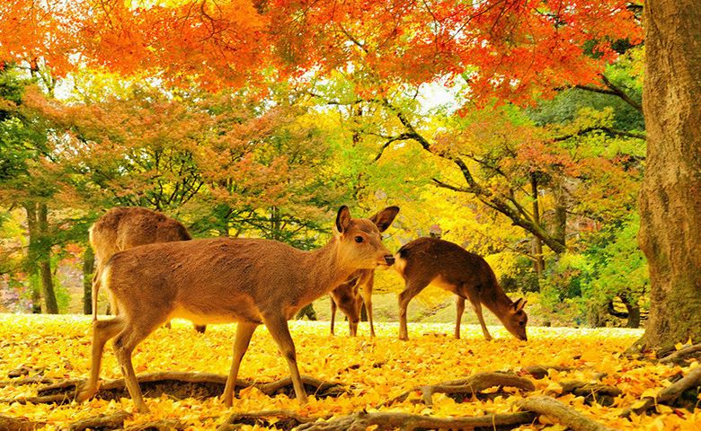 武汉到日本7日游报价,跟团日本旅游武汉出发多少钱合适