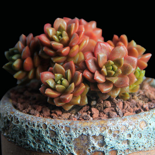 1000种多肉植物图鉴大全大图,景天科1000种多肉植物图鉴