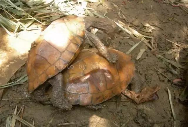 有一种龟为什么叫锯缘龟,锯缘龟八角灵龟