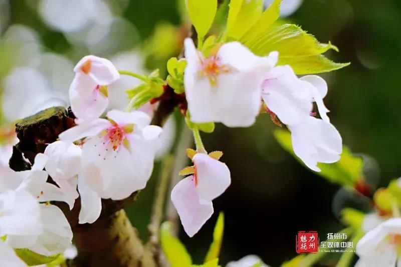 抚州樱花景区,抚州看樱花的地方