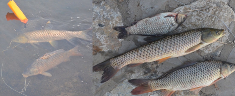 鱼扣怎么锁鱼才不会跑鱼,锁鱼扣怎么用不伤鱼