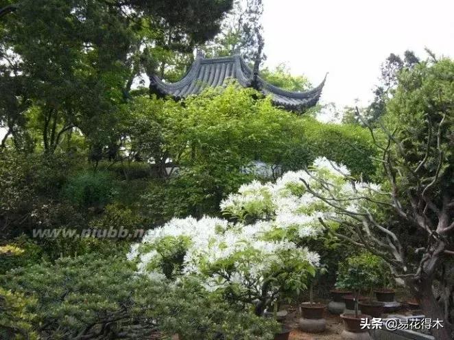 白檵木盆景图片欣赏,异形白花檵木盆景