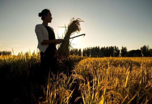 黑龙江国储大豆收购价格今日,黑龙江大豆国储粮什么时候开始
