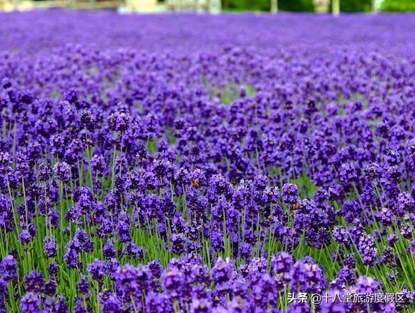 蔚县麻田岭小天山十八堂,小天山业态招商