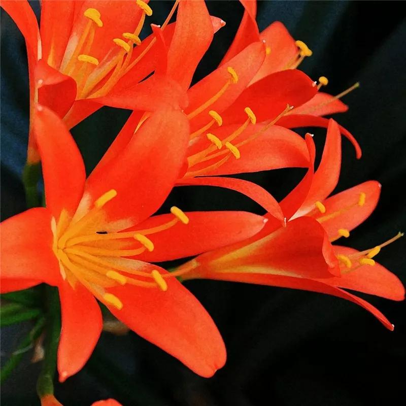 2019真实鲜花图片,2023鲜花爆款图文