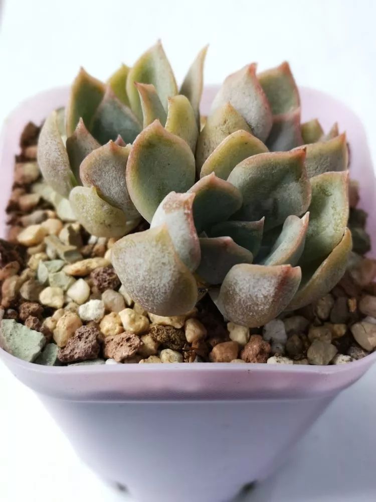 多肉一个月对比照,多肉30天前后对比图