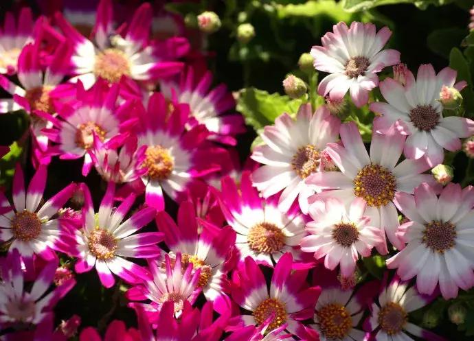 百花图谱大全100幅,工笔百花图谱100种