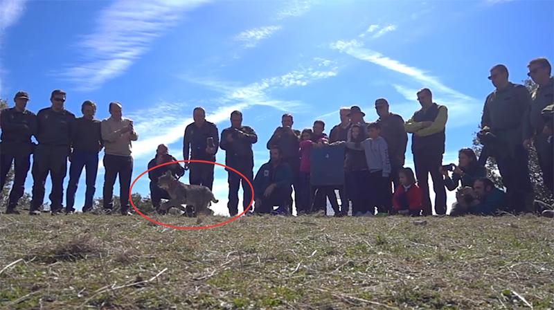 伊比利亚猞猁vs欧亚猞猁,伊比利亚猞猁为什么会濒危