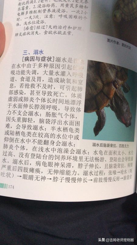 乌龟放水里一直游到岸边怎么办,乌龟溺水后眼睛是睁的还是闭的