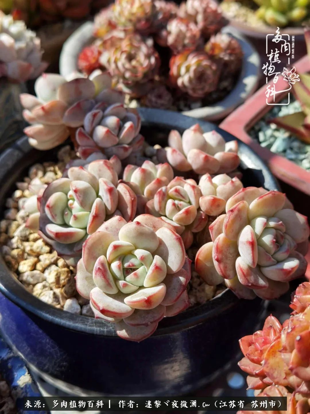 围观多肉版武林大会，一起穿越吧,下