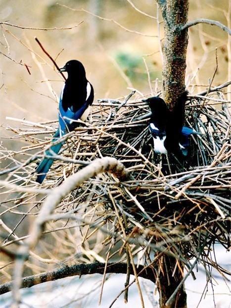 鸟类怎么样躲避极干旱的天气,野生动物如何躲避暴风雨