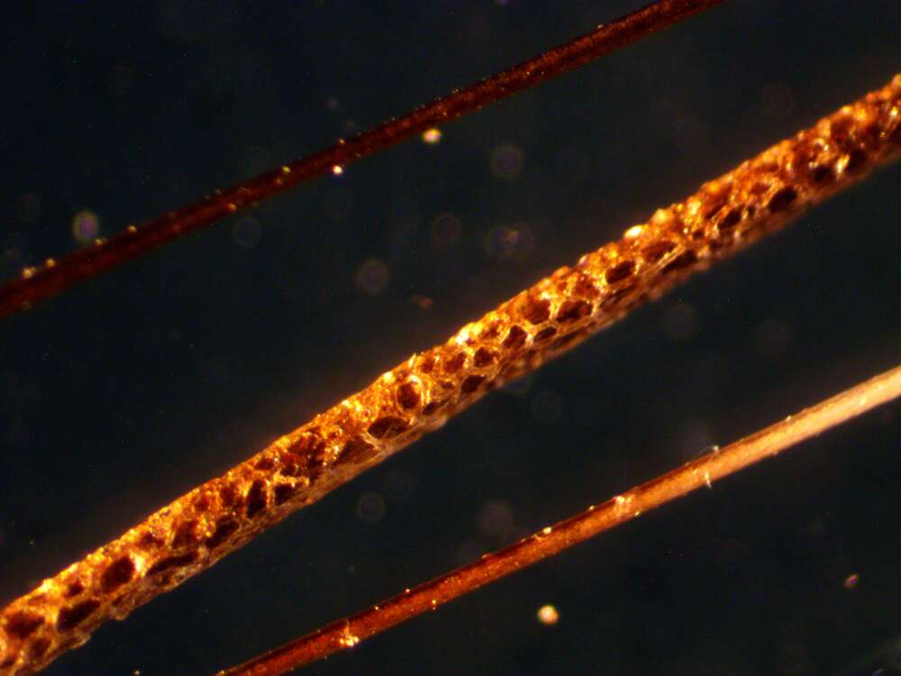 兔子大小的老鼠,兔子般大的老鼠