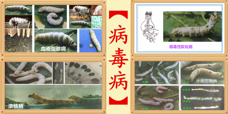 养蚕及蚕病防治知识,蚕脓病如何治疗