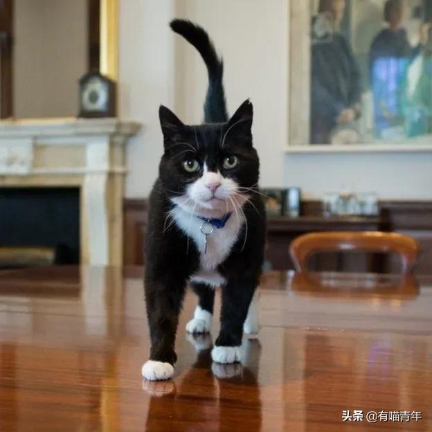 英国第一御猫,英国第一猫拉里视频