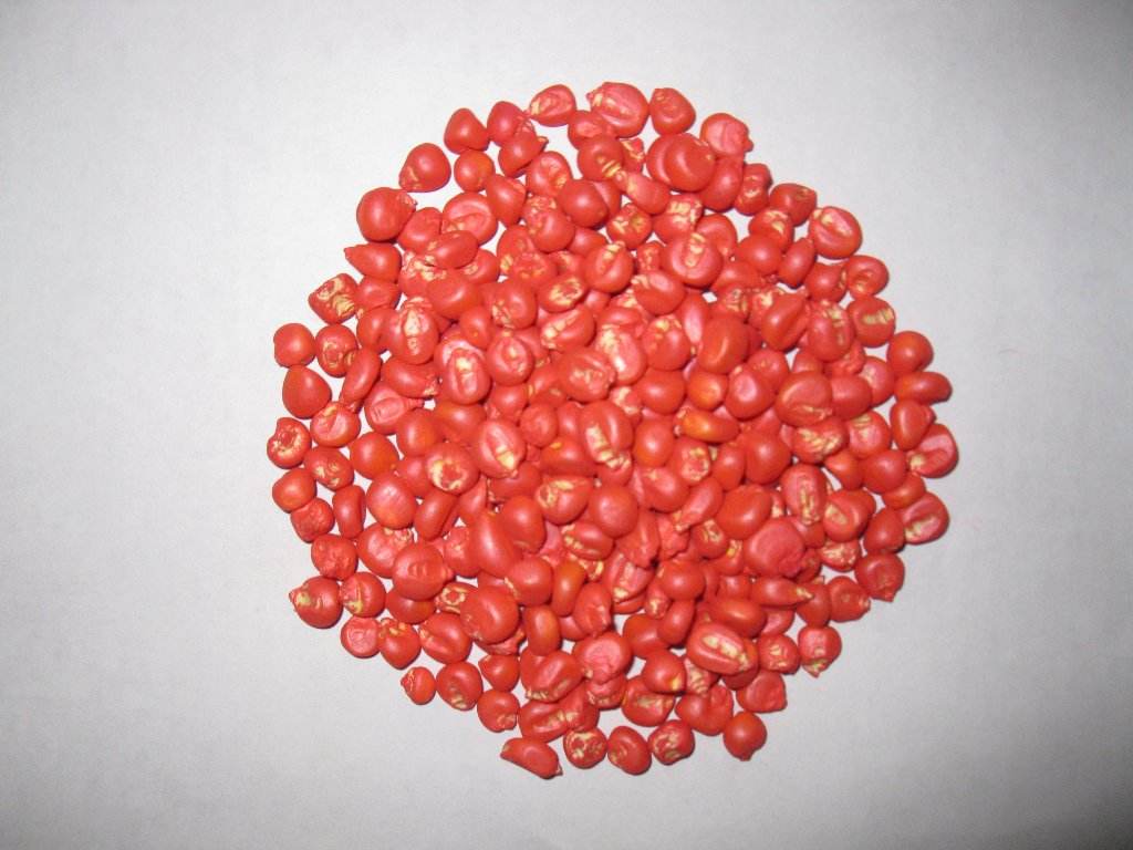 玉米种需要二次包衣吗,购买的玉米种怕冻吗