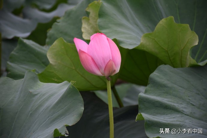 江苏常熟沙家浜旅游攻略,江苏常熟沙家浜地图