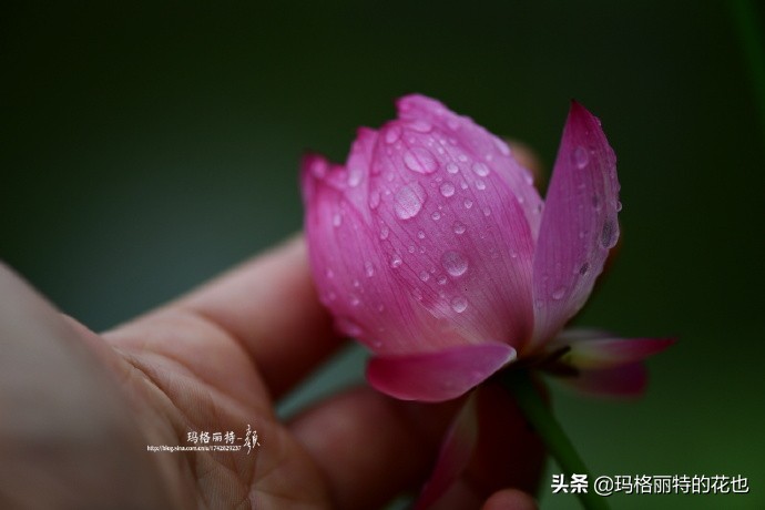 种碗莲要注意的几点,碗莲需要重复种植吗