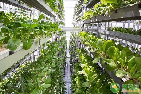 菠菜黄叶是什么原因如何解决,菠菜黄叶黑根是什么病