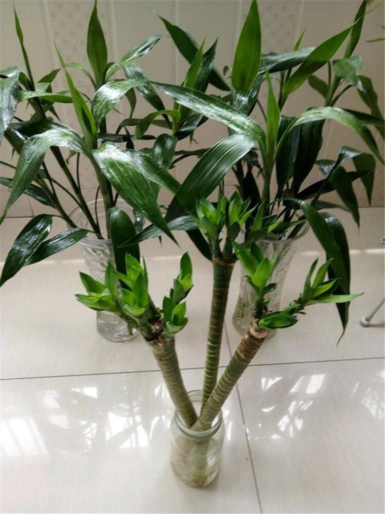 水培富贵竹黄叶怎么办？找准对策，根系壮，叶片多，绿油油