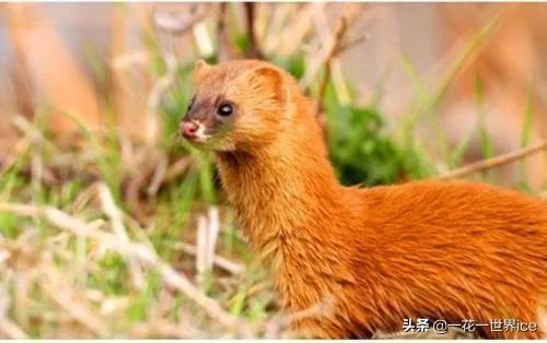 黄鼠狼全身都是宝为什么没人养殖,黄鼠狼浑身是宝为什么没人养