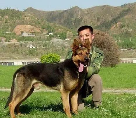 中华田园犬和拉布拉多的混血狗,最聪明的狗前十名中华田园犬