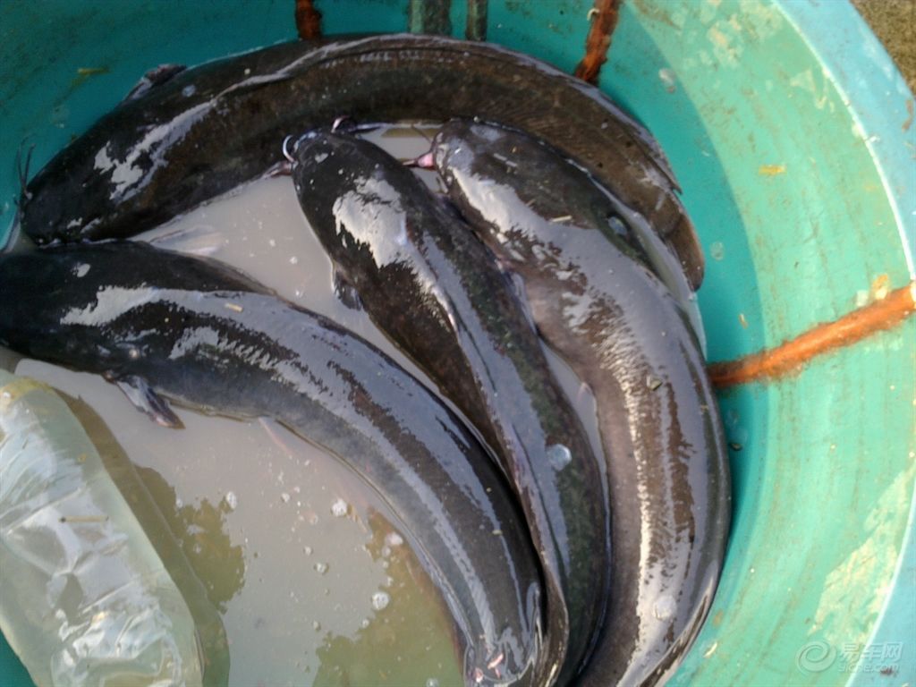 夏钓鲶鱼的技巧,钓胡子鲶的最佳方法