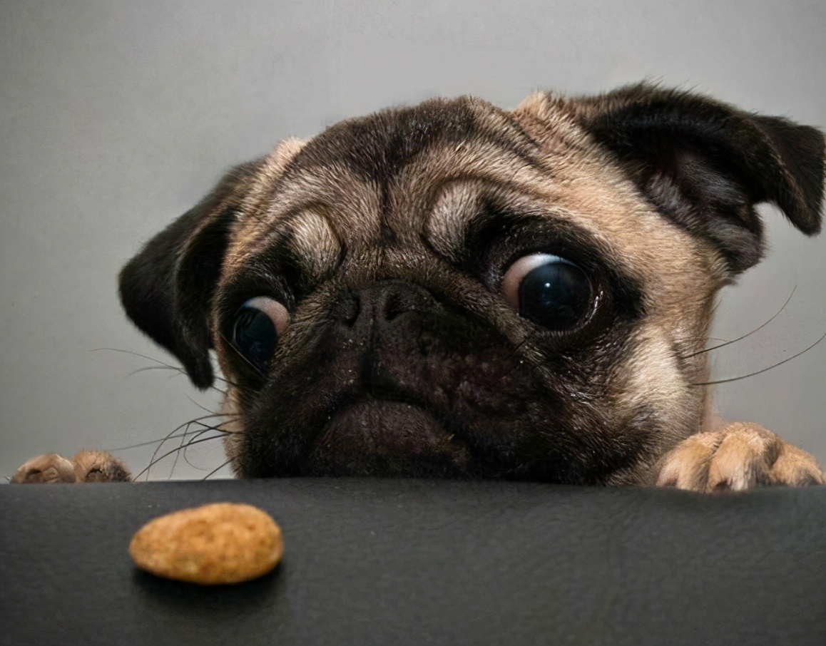 巴哥犬不吃东西怎么办呢,巴哥犬体味怎么解决