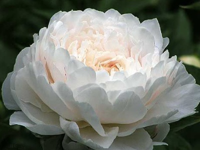 芍药花怎么养才能开花,芍药花怎么种植