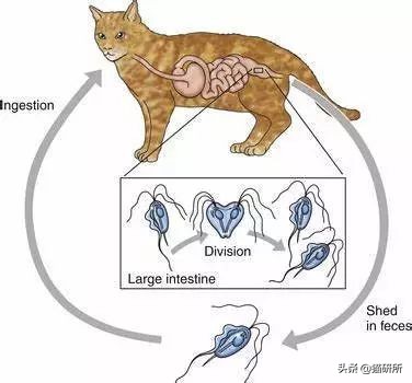 猫咪粪便检测出菌群超标,猫咪腹泻吐白色泡沫食欲还行