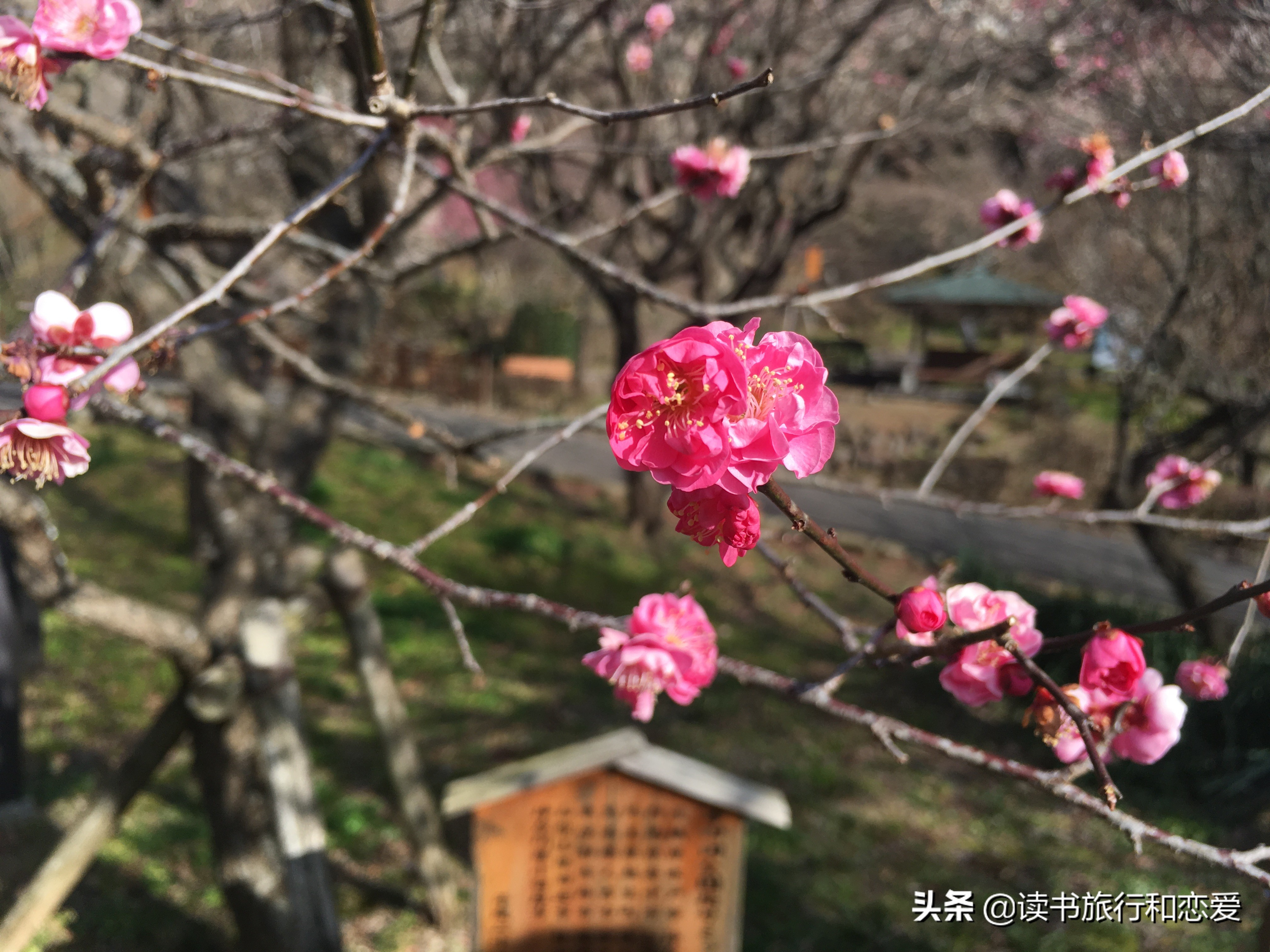 日本樱花旅游回忆,日本热海旅游视频