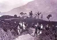 伯爵红茶历史,伯爵到底是谁