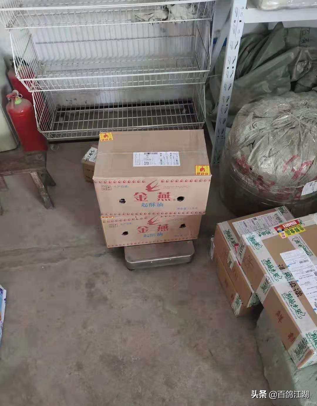 养鸽子是不是骗局,养鸽人买来的教训