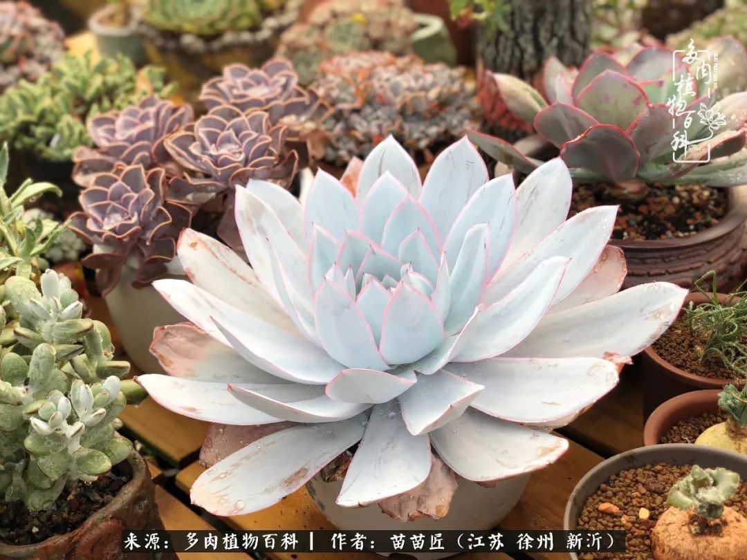 多肉之江湖：众肉友们，修仙渡劫几何了？