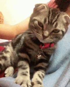 猫咪的八种习性图片,猫咪的七种性格