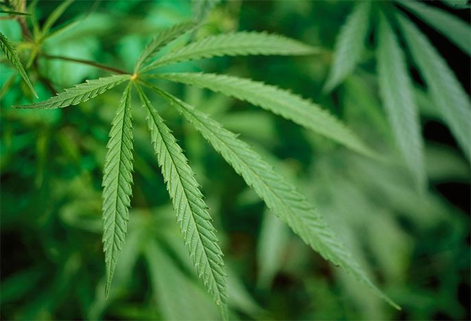 风口浪尖的工业*麻大**到底是何物细数工业*麻大**概念的前世今生