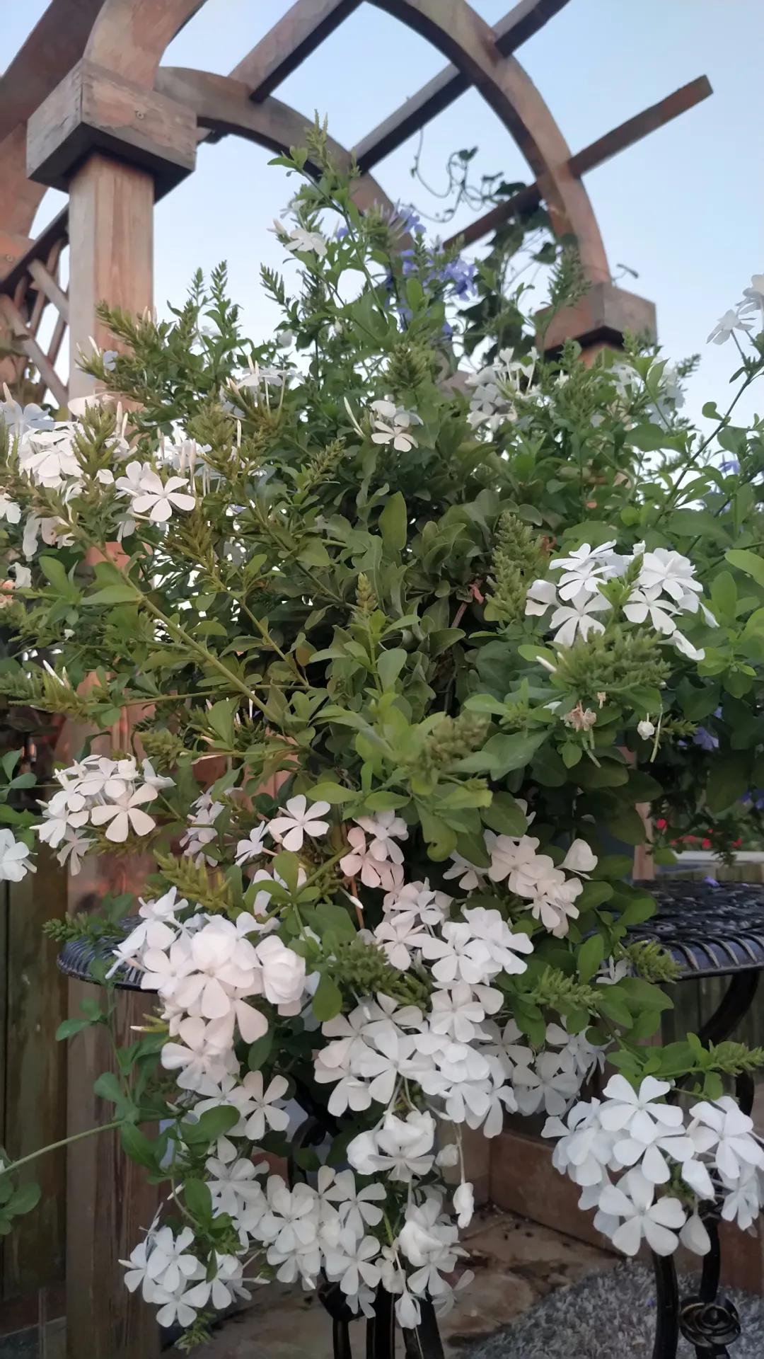 “雪”花那个PiaoPiao，这个世界真好