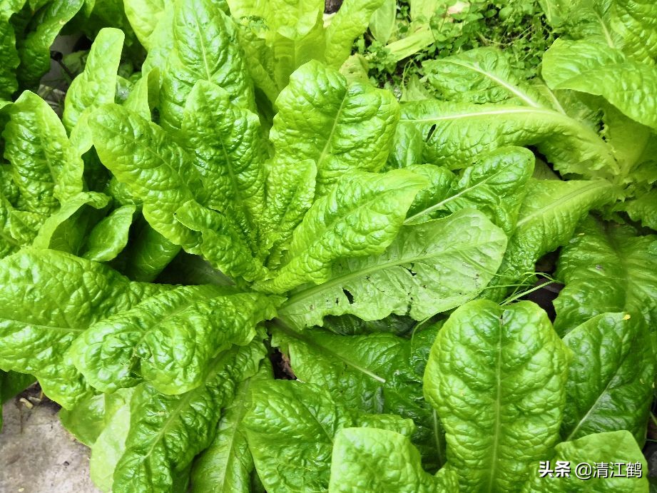 蜗牛吃菜用什么药消灭它,蔬菜上蜗牛用什么药才能杀灭