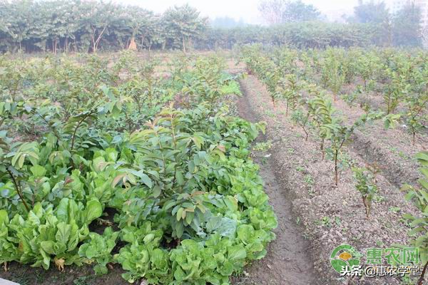 白菜根长瘤是什么原因,白菜都长很大了根部长瘤怎么治疗