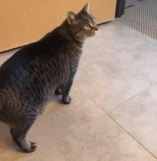 猫和老虎能杂交生育吗,猫和老虎可以生育吗